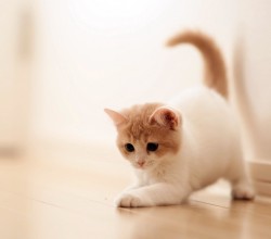 The Proverbial Entrepreneurial Cat