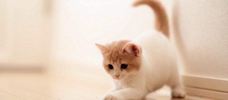 The Proverbial Entrepreneurial Cat