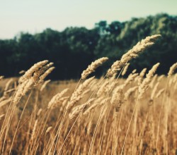 fields