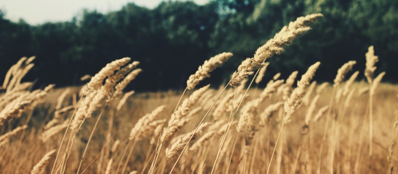 fields