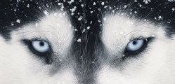 focus
